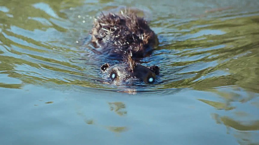zombeavers