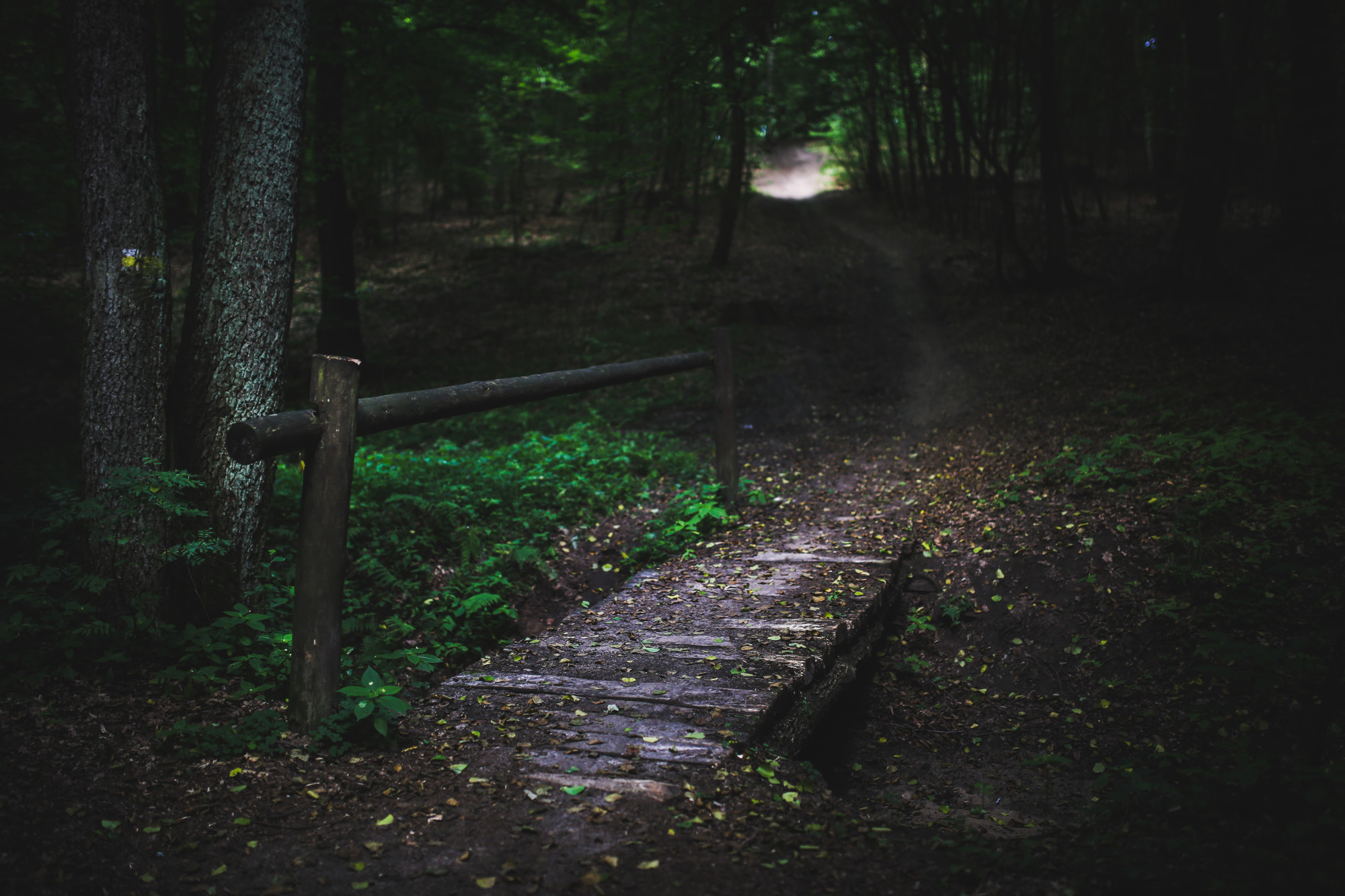 wood-nature-dark-forest